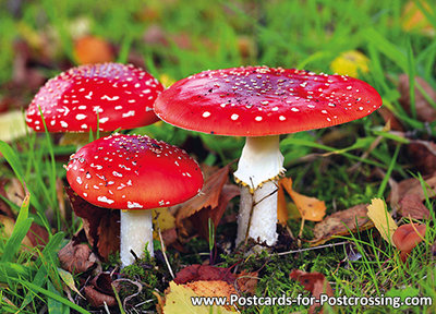 Fly Amanita postcard