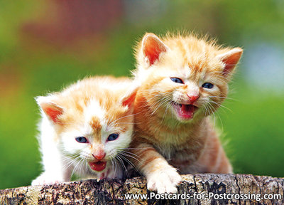 kittens postcard