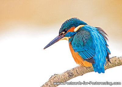 Kingfisher postcard