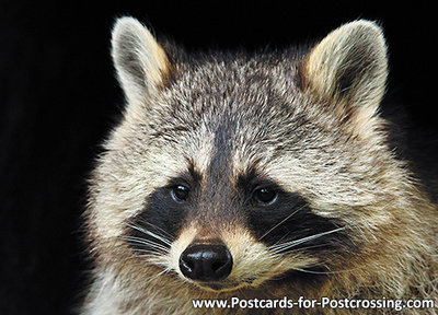 Raccoon postcard