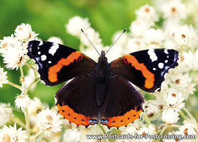 Red Admiral postcard
