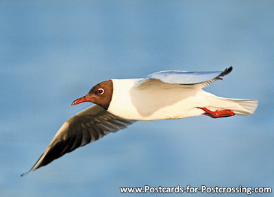 Black headed gull postcard