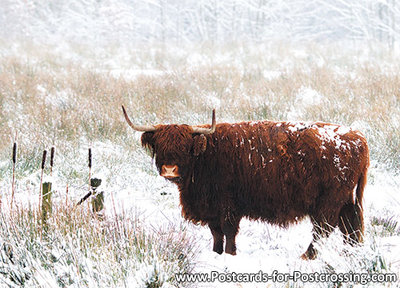 Highland cattle postcard