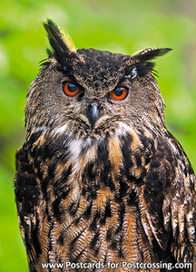 Eurasian eagle owl postcard