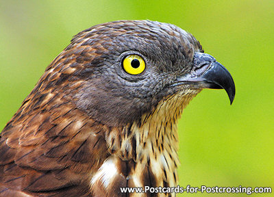 European honey buzzard postcard