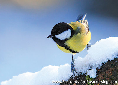 Great tit postcard