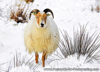 Postcard Drents Moorland sheep