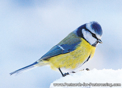 Eurasian blue tit postcard