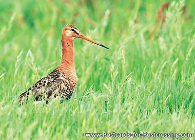 Black tailed godwit postcard