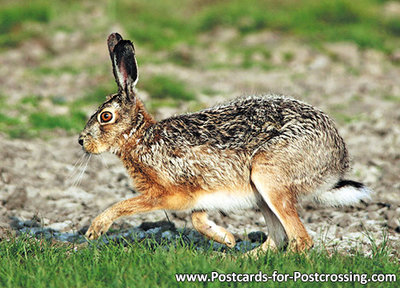 Hare postcard