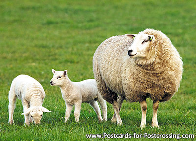 Sheep with lambs Postcard