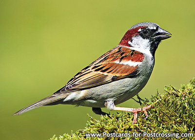 House sparrow postcardHouse sparrow postcard