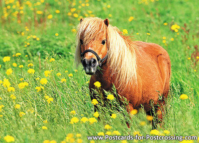 Shetlandpony postcard