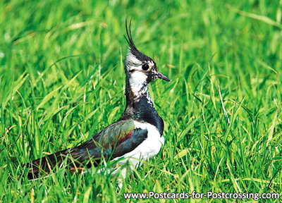 Northern lapwing postcard