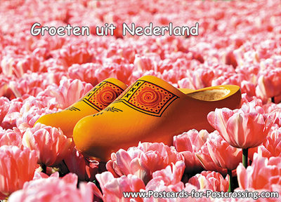 Clogs in pink tulip field postcard