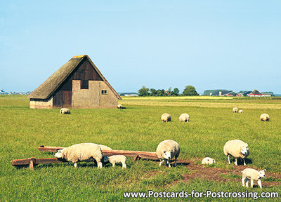 Texel - Schapenboet postcard