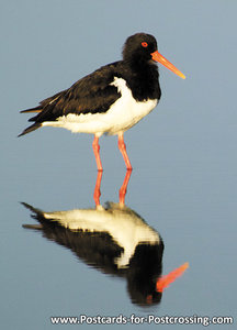 Eurasian oystercatcher postcard