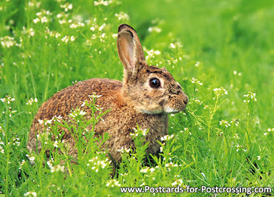 Rabbit postcard