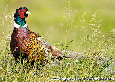 Common pheasant postcard