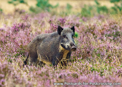 Wild boar postcard - wildlife postcards