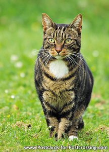 Postcard cat (Felis catus)