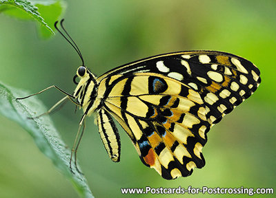 Postcard Lemon butterfly