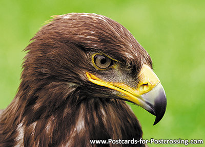 Golden eagle postcard