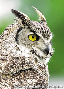 Canadian owl postcard