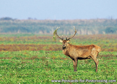 Red deer postcard - wildlife postcards