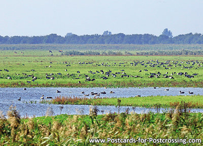 Postcard Oostvaardersplassen