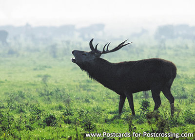 Red deer postcard - wildlife postcards