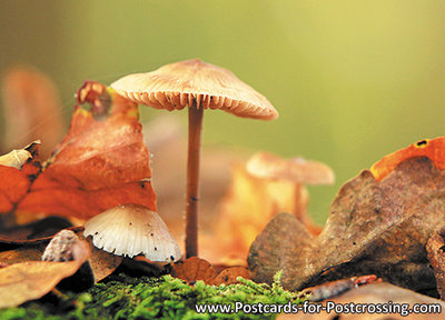 Autumn postcard - mushrooms