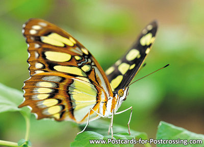 Malachite butterfly postcard