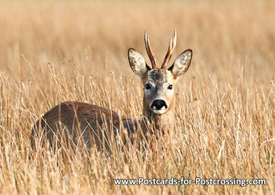 deer postcard - wildlife postcards