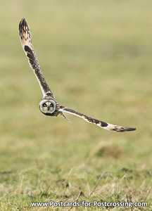 Short eared owl postcard