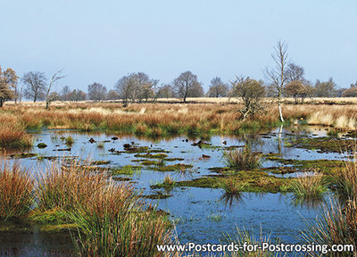 Postcard Bargerveen