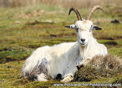 Goat postcard