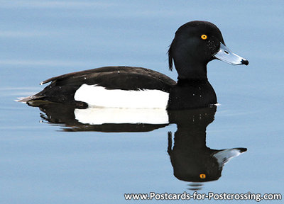 Tufted duck postcard
