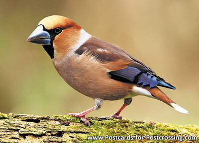 Hawfinch postcard