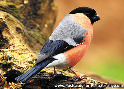 Bullfinch postcard