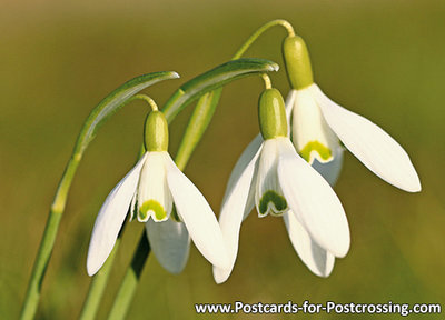 Snowdrop postcard