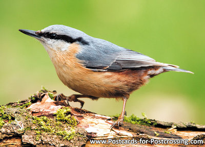 Nuthatch postcard