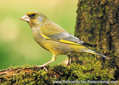 Greenfinch postcard