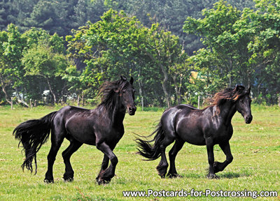 Friesian horses postcard