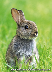 Bunny postcard - wildlife postcards