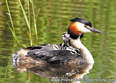 Grebe with young postcard