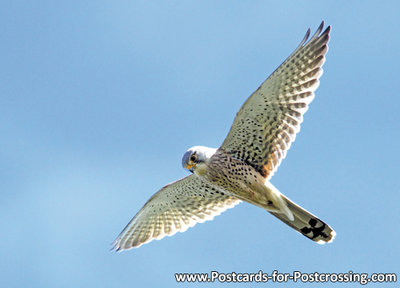 Common Kestrel postcard