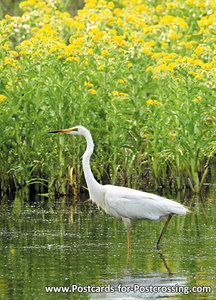 Great egret postcard