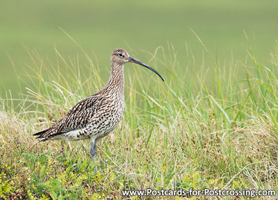 Eurasian curlew postcard