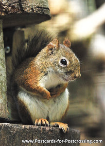 American red squirrel postcard